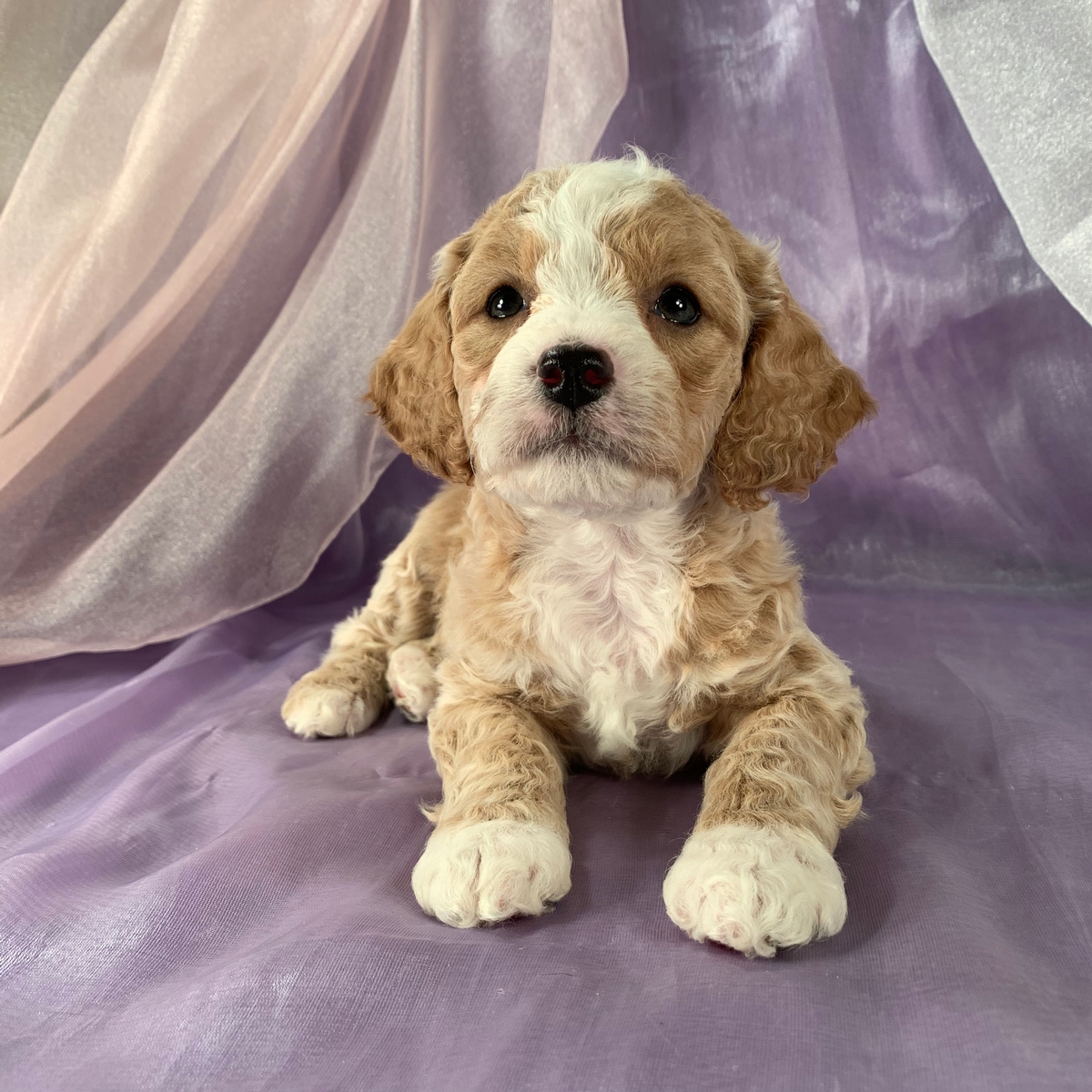 Male Cockapoo Puppy, Ready Soon, DOB 12-20-2019 $975 Big White Blaze with Four White Feet!
